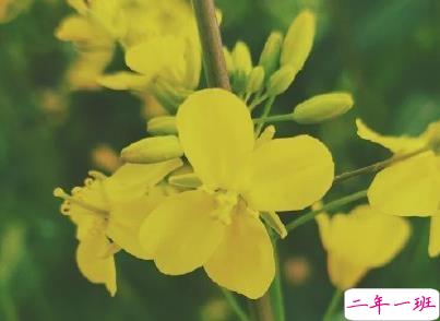 好美的油菜花说说带图片 油菜花唯美说说配图5