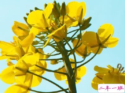 好美的油菜花说说带图片 油菜花唯美说说配图7