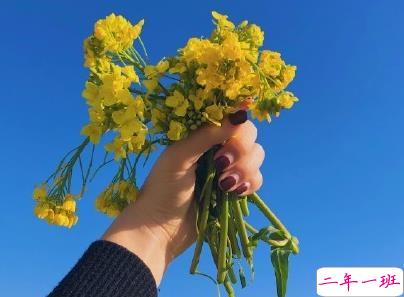 好美的油菜花说说带图片 油菜花唯美说说配图8