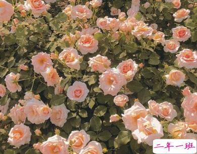 微信惊蛰说说带图片 惊蛰节气优美句子20204