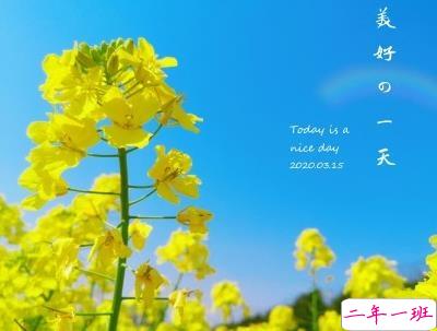好美的油菜花说说带图片 油菜花唯美说说配图11