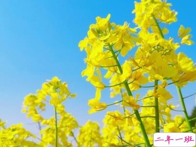 好美的油菜花说说带图片 油菜花唯美说说配图12