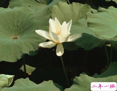 微信惊蛰说说带图片 惊蛰节气优美句子20206