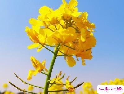 好美的油菜花说说带图片 油菜花唯美说说配图13