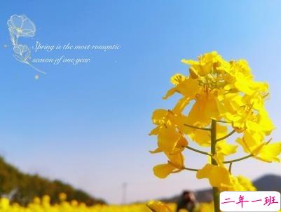 好美的油菜花说说带图片 油菜花唯美说说配图14