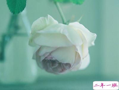 女生唯美文艺说说带图片 最近很流行的女生文艺小短句7