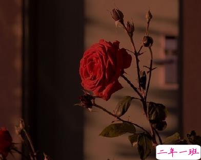 公布恋情的创意句子 只要是你我都认栽1