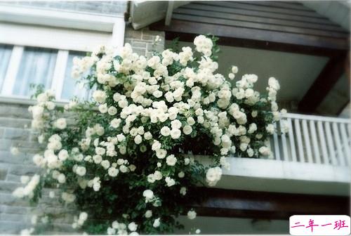 爱情经典句子说说心情 和爱情有关的朋友圈句子大全2