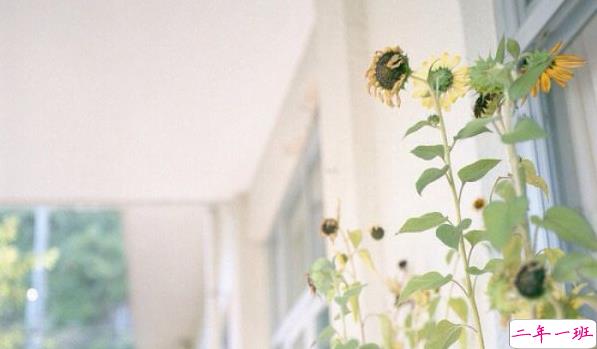 电影电视剧中会出现的唯美经典的韩文说说10