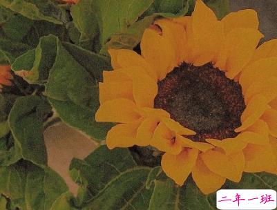 最新早安暖心话给老婆 早安我的老婆大人1