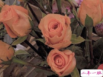 最新早安暖心话给老婆 早安我的老婆大人2