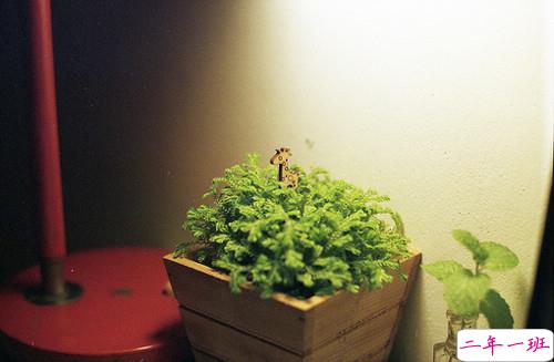 唯美又简单的一句话说说带图片 你本是这世间独一无二千般好1