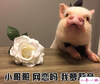 小红书精选的很皮的好笑文案 朋友圈让人忍不住点赞文案1