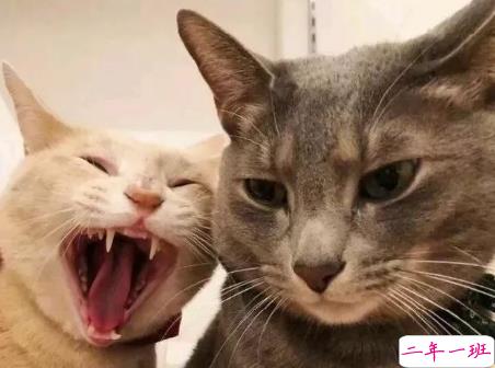 有趣又让人开心的句子 仙女下凡不提早说一声迈1