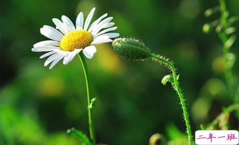 三毛经典语录爱情语录大全集锦 50条三毛语录关于爱情精选2