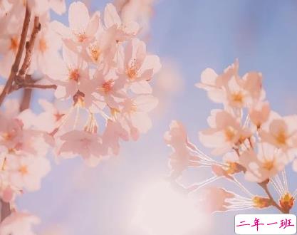 抖音最美樱花文案 2020春天樱花唯美句子简短1