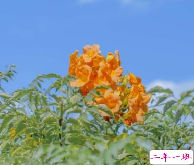 小清新英文句子带翻译 清新英文句子简短唯美2