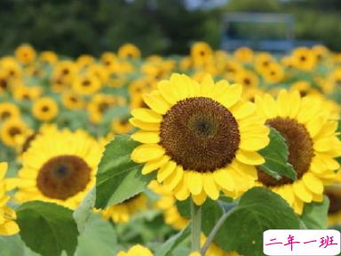 阳光唯美句子心情说说 如太阳般的暖心句子1