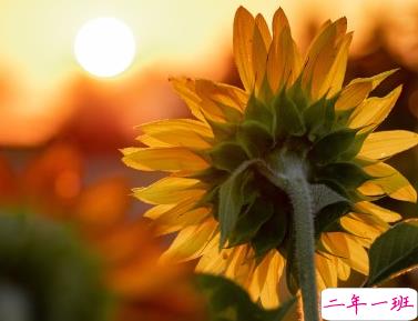 阳光唯美句子心情说说 如太阳般的暖心句子2