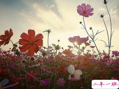 炎炎夏日的优秀短句2019 夏天发朋友圈的精美句子大全2