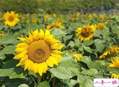 520情侣浪漫告白句子 520情人节幸福说说2020最新2