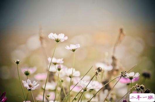 很精辟人生感悟的句子和图片 写人生感悟的句子带图片20184