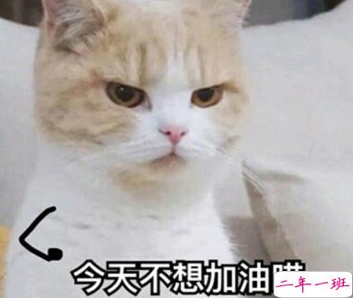 抖音最雷人搞笑的句子 笑到停不下来的说说1