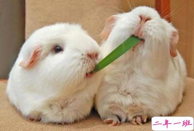 可爱说说萌萌哒,可爱说说大全 可爱说说萌萌哒,可爱说说大全