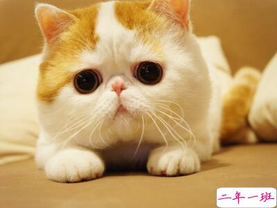 搞笑的说说 搞笑的说说