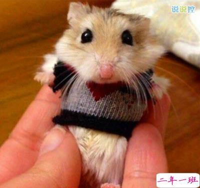 搞怪好玩的说说 搞怪好玩的说说