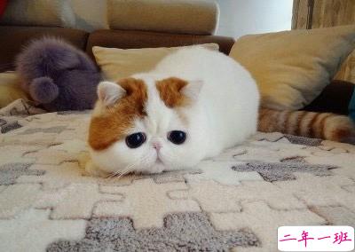 搞笑说说加图片5