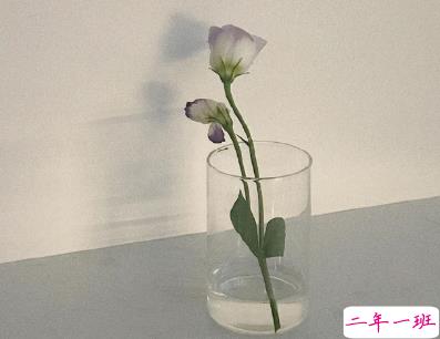 小红书吸人眼球涨粉的个性文案 傻傻呼呼吃胖变猪2