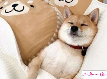 2019双11说说幽默经典句子 单身狗这么可爱的东西求放过1