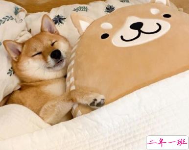 2019双11说说幽默经典句子 单身狗这么可爱的东西求放过2