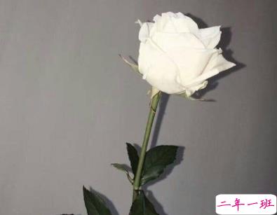 抖音流行的个性说说独一无二 好听又特别的说说大全1