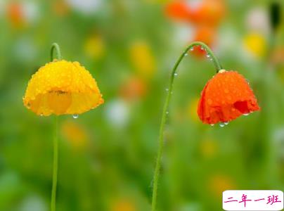 自己的第一个母亲节说说 2019母亲节说说唯美好听1