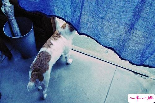 2019猪年除夕祝福语说说简短 致所有人的猪年暖心祝福1