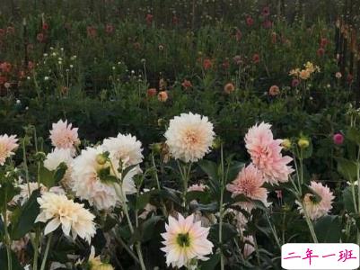 抖音伤感说说痛到心里 怪自己不争气又想起了你1