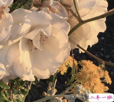 2020十一月第一天心情说说 2020十一月微信置顶说说1