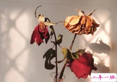 久久驻在心里的宝藏文案 为谁风露立中宵2