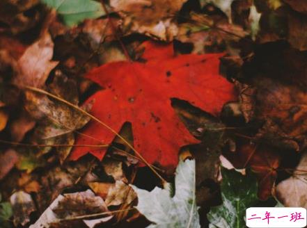 唯美好听一颗心破碎的句子 一句走心唯美的话听了心里暖暖的2