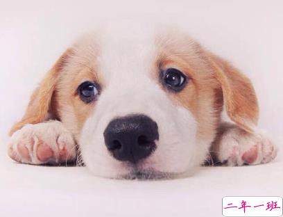 养狗的心情说说 遛狗朋友圈文案1