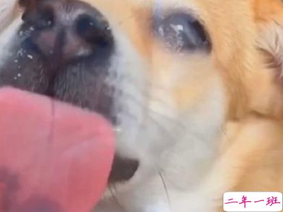 养狗的心情说说 遛狗朋友圈文案2