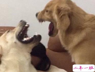 520单身狗微信文案 520单身的人发的心情说说2