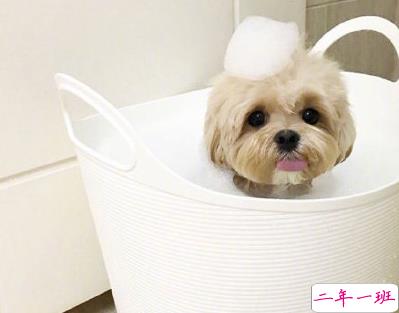 520情人节单身文案 2020年520单身狗微信心情短语1