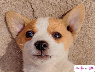 520情人节单身文案 2020年520单身狗微信心情短语2