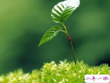 四月第一天的早安心语 2020最好听温暖的早安说说2