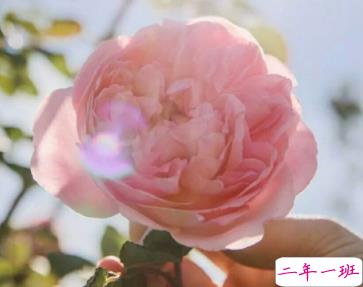 下午茶朋友圈文艺说说 下午茶说说配文简单文艺范2