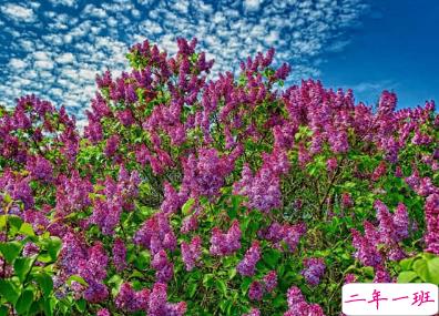 2020全新的早安句子 早安说说唯美好听大全2