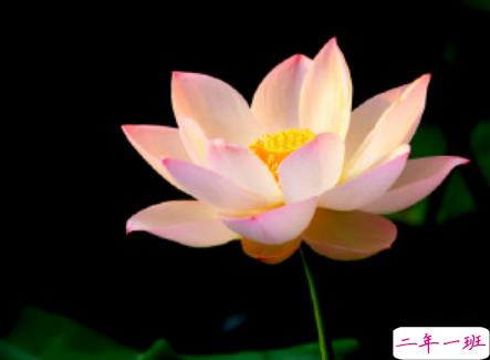 2019小暑节气怎么发说说 小暑节气微信说说精选2